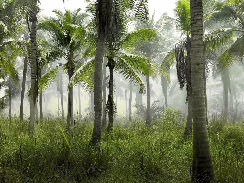 palmeiras plantas e jardins