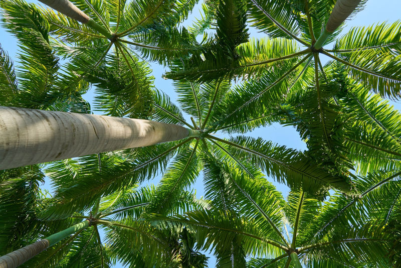 palmeiras plantas e jardins