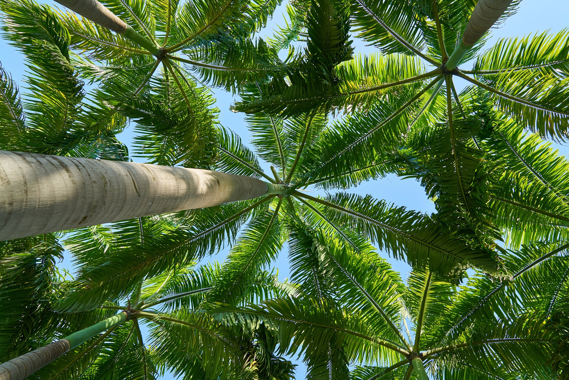 palmeiras plantas e jardins