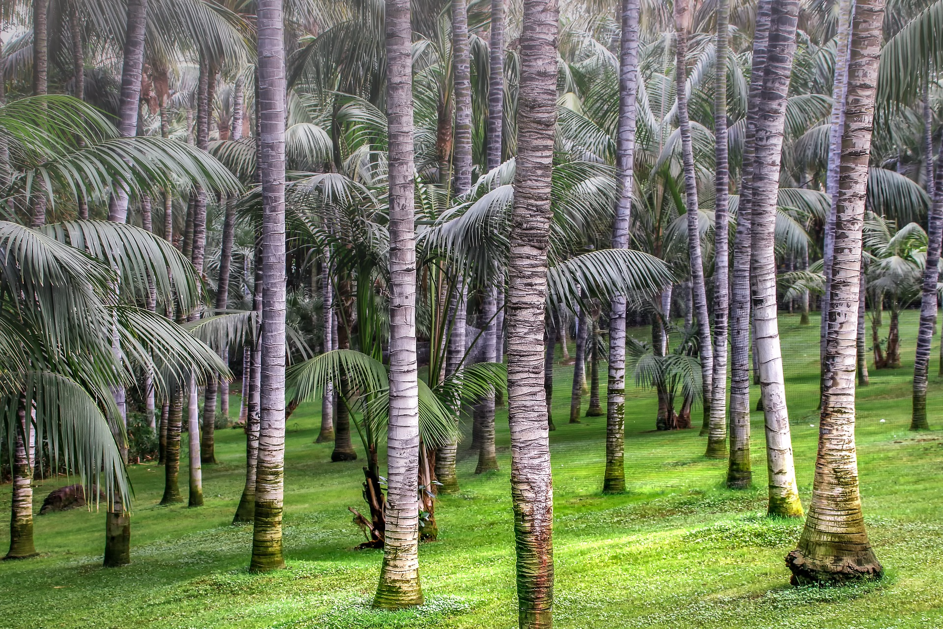 palmeiras plantas e jardins